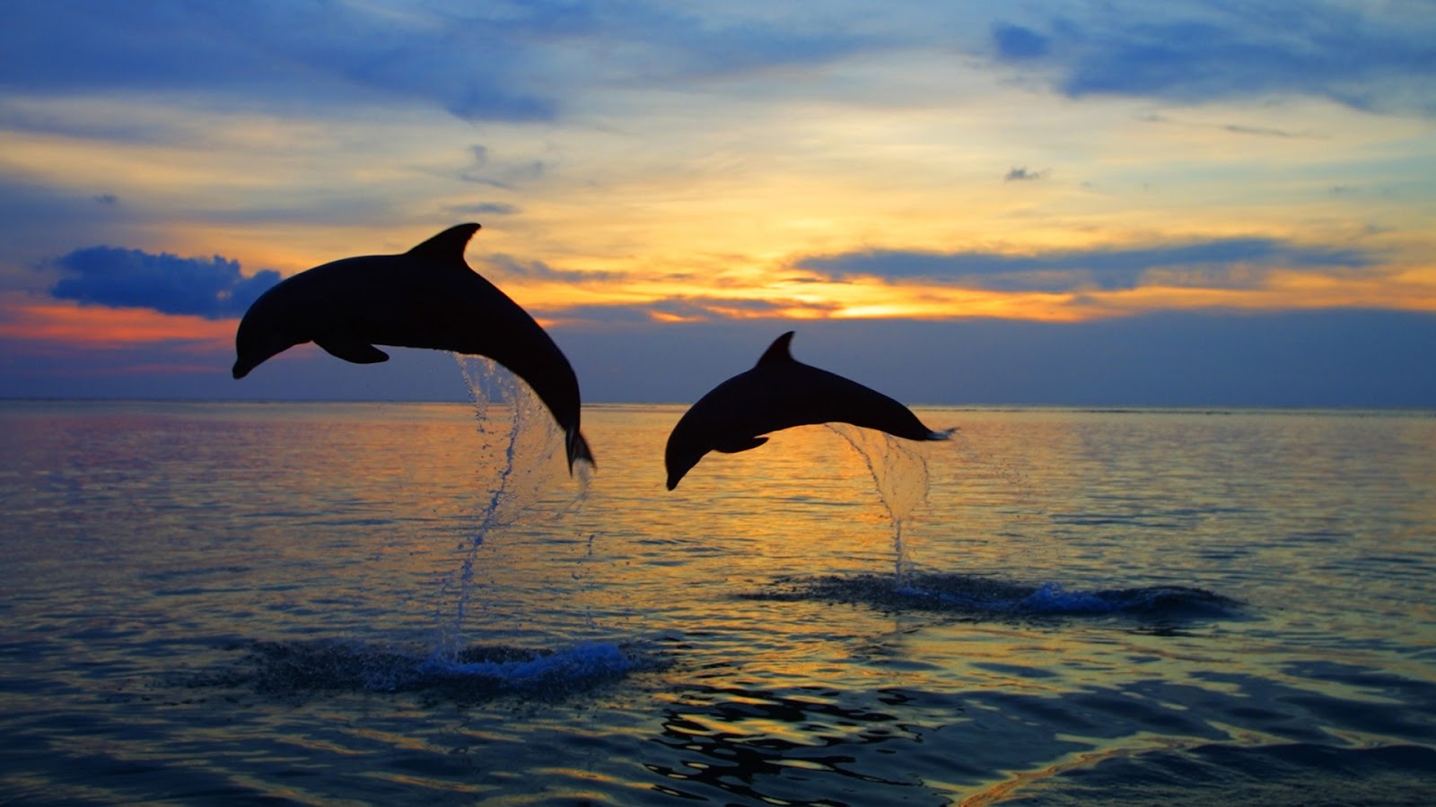 Υπέροχο βίντεο: Δελφινάκια στη Ρόδο παίζουν στη θάλασσα του Αιγαίου