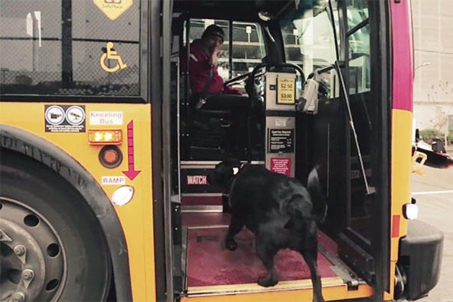 Αυτό θα πει ανεξαρτησία: Σκύλος παίρνει καθημερινά το λεωφορείο για να πάει στο πάρκο μόνος του (βίντεο)