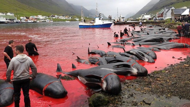 Η θάλασσα «βάφτηκε» κόκκινη από το φρικτό έθιμο με τη μαζική σφαγή φαλαινών (βίντεο)