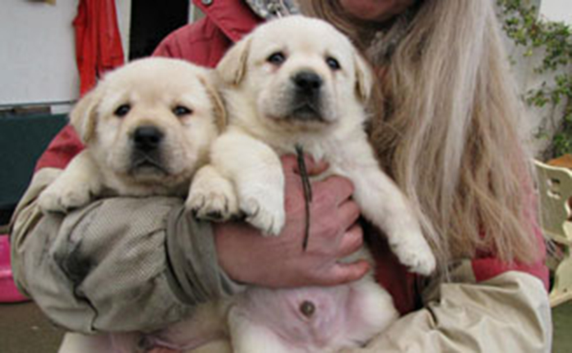 Ο σκύλος που αγαπά όλο τον κόσμο!