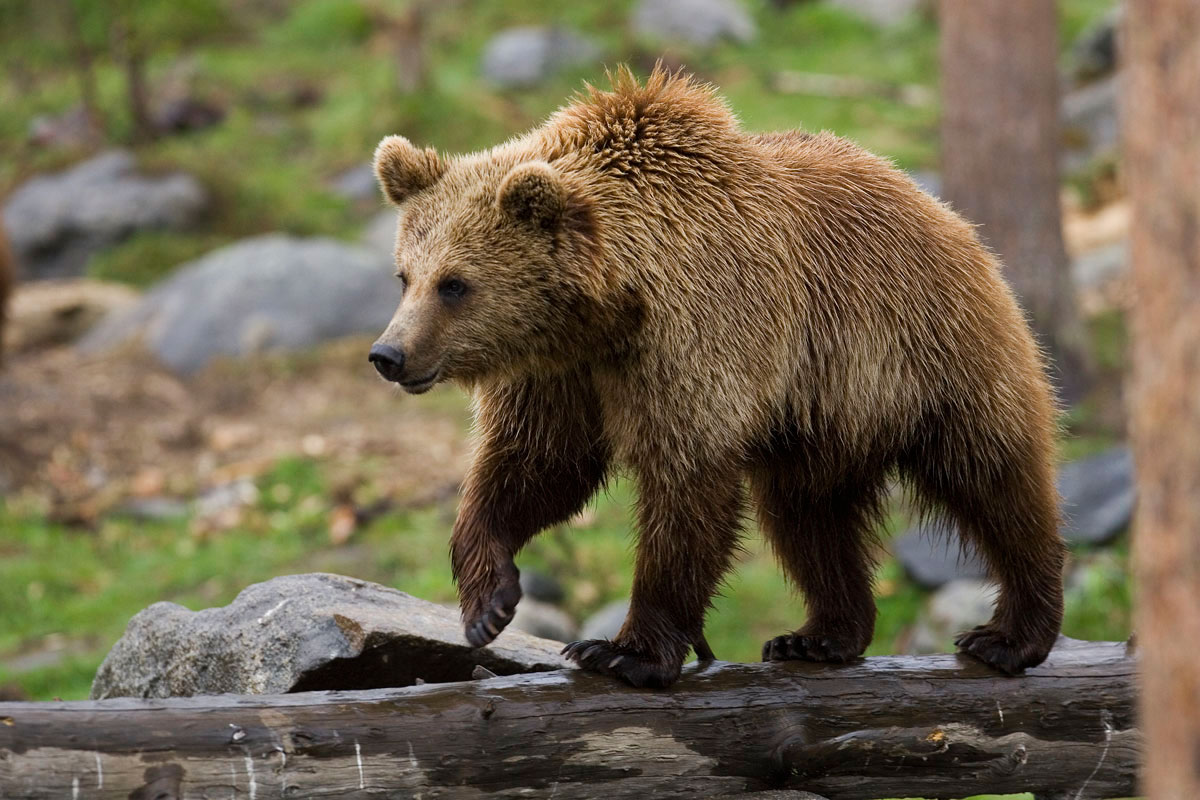 Αρκούδα έκανε βόλτες σε χωριό στη Φλώρινα – Σταμάτησε οδηγό (Βίντεο)