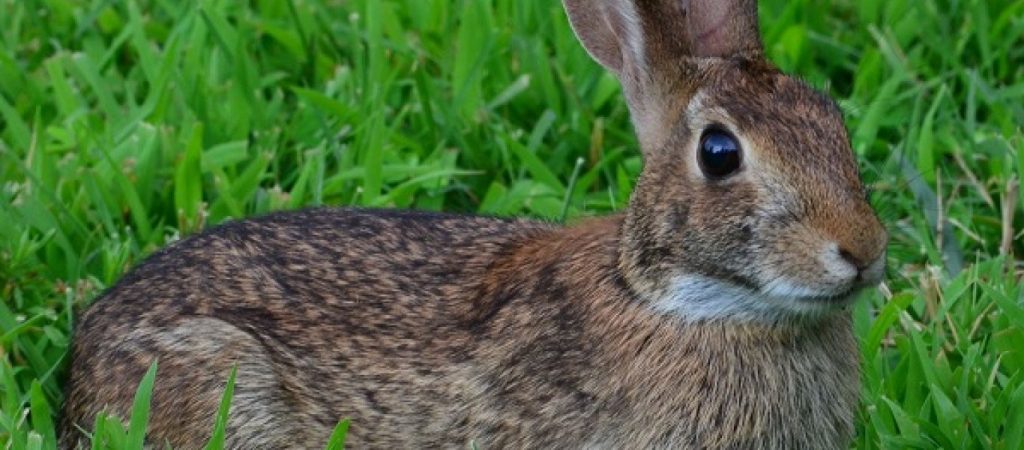 Βίντεο: Γεράκι, το απόλυτο αρπακτικό – Πιάνει λαγό, του πέφτει και τον ξαναπιάνει στον αέρα!