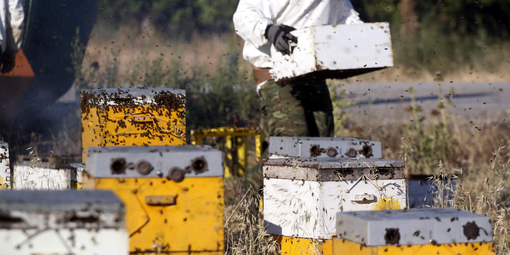 Φρικτό θάνατο βρήκε άτυχος άνδρας από σμήνος μελισσών στην Μάνη