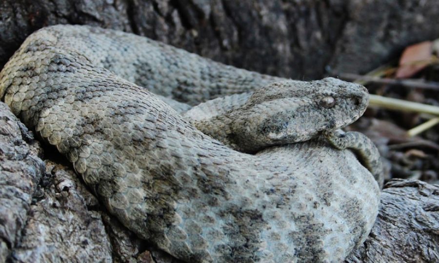 Το μεγαλύτερο φίδι της Ευρώπης ζει στην Κύπρο – Τα δηλητηριώδη και το πιο επικίνδυνο για τον άνθρωπο (φώτο)