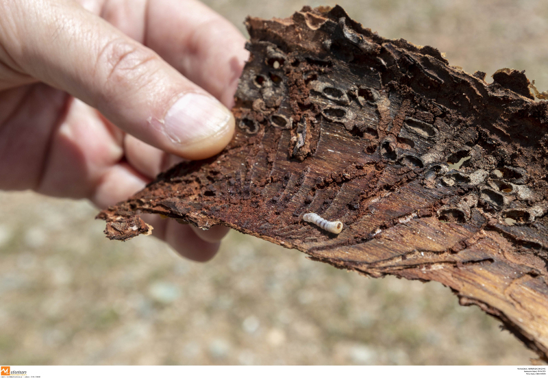 Μεγάλες καταστροφές στο Σέιχ Σου- Αυτό είναι το έντομο που καταστρέφει το δάσος