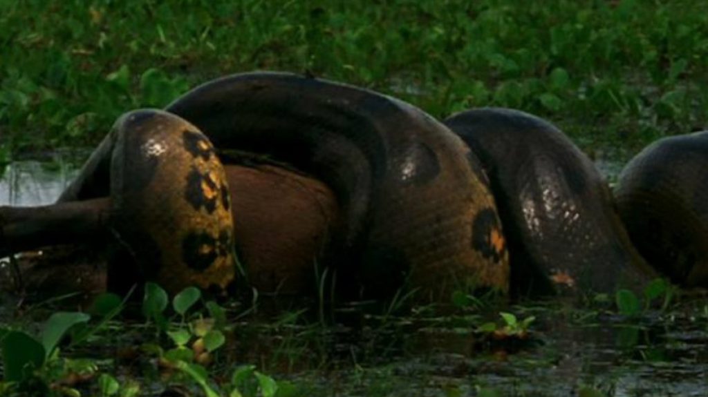 Φοβερό: Γιγάντιο ανακόντα καταβροχθίζει ένα μεγάλο καπιμπάρα (βίντεο)
