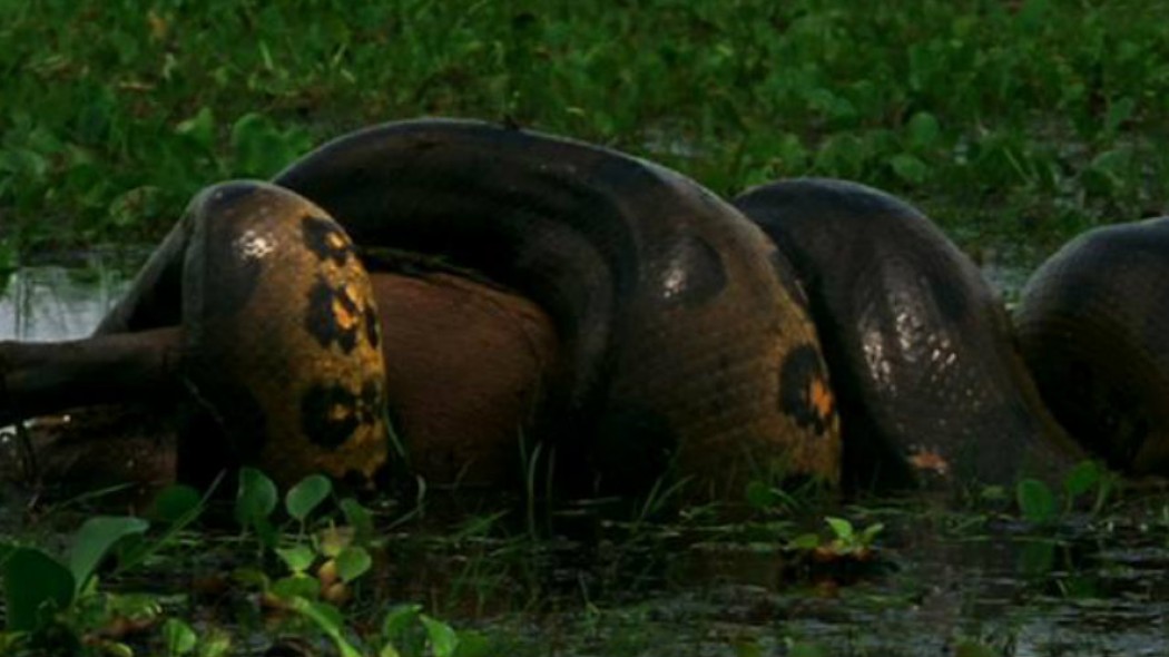 Φοβερό: Γιγάντιο ανακόντα καταβροχθίζει ένα μεγάλο καπιμπάρα (βίντεο)