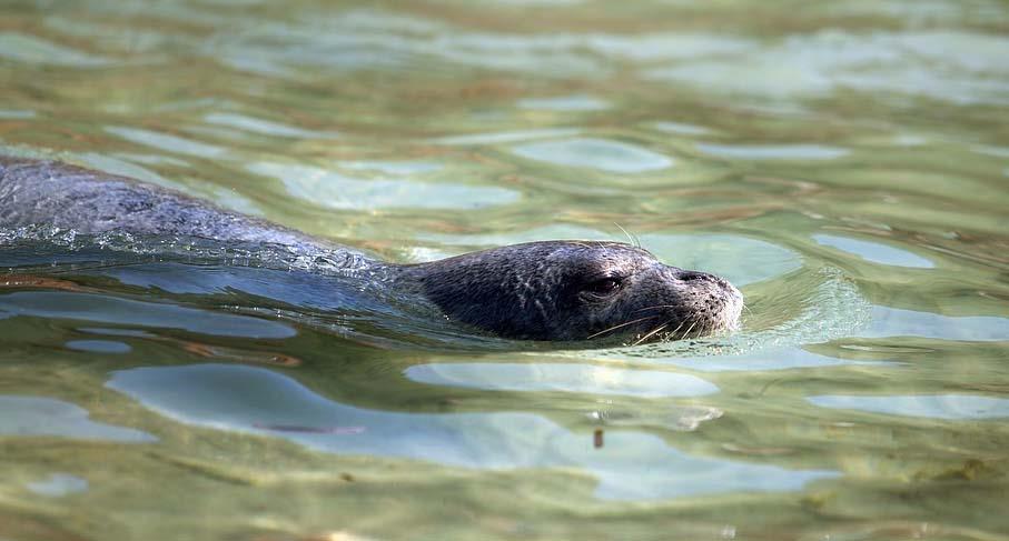 Αδιανόητη κτηνωδία στην Κρήτη – Σκότωσαν φώκια κρεμώντας πέτρες με σκοινί στον λαιμό της (φώτο)