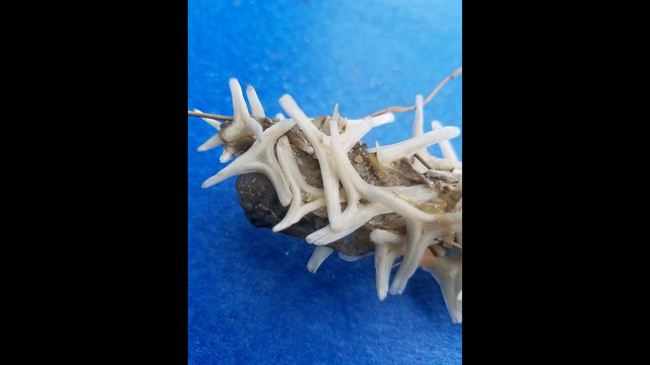 Μυστηριώδες πλάσμα ξεβράστηκε σε ακτή και κανείς δεν ξέρει τι είναι (φώτο)