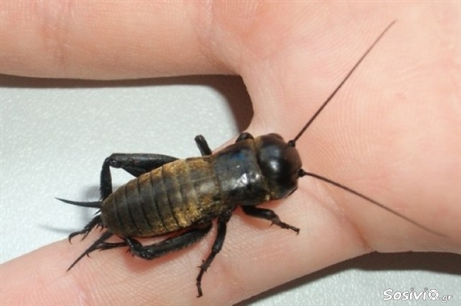 Πώς μπορείτε να υπολογίσετε την ακριβή θερμοκρασία από τους… γρύλους!