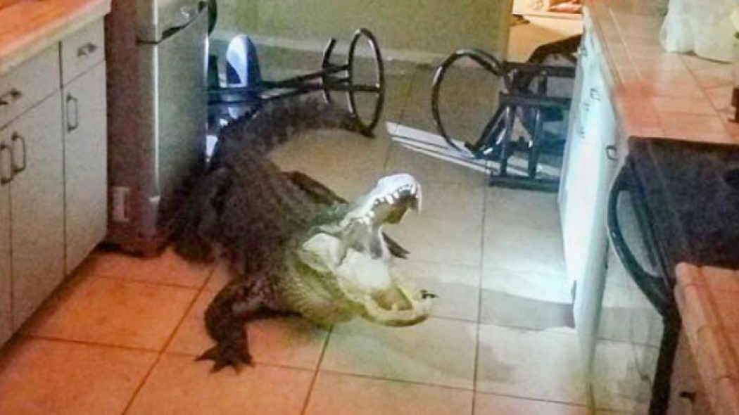 Απρόσκλητος επισκέπτης: Τεράστιος αλιγάτορας μπούκαρε νυχτιάτικα στην κουζίνα σπιτιού
