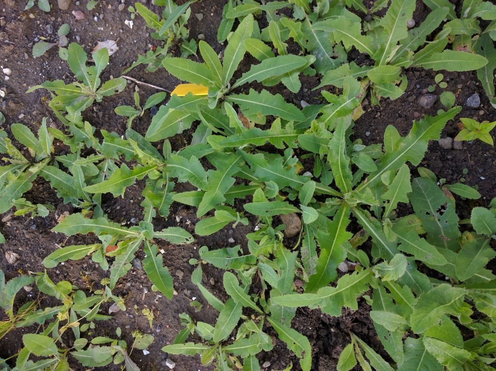 Αγριομάρουλο: Ένα ισχυρό φαρμακευτικό φυτό από την εποχή του Ιπποκράτη