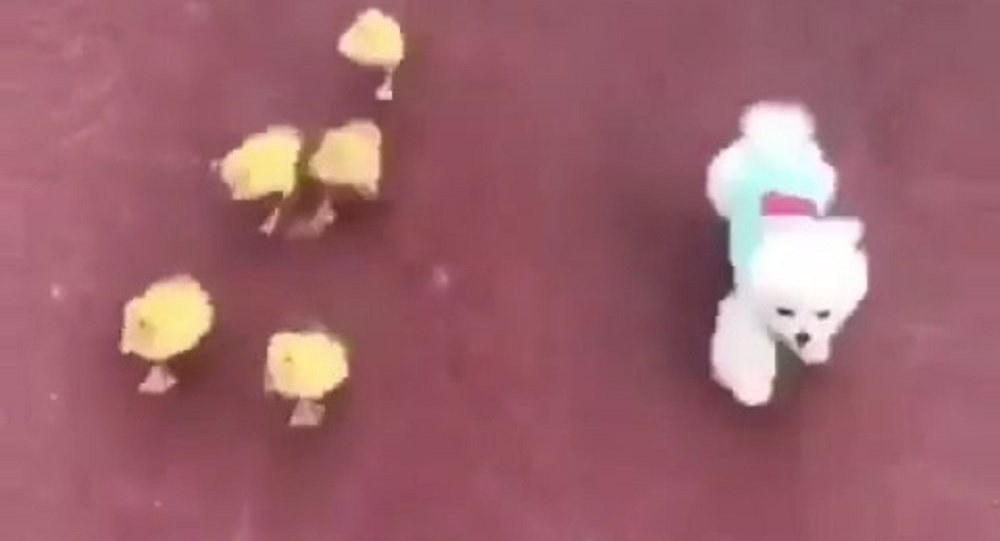 Αγώνας δρόμου ενός σκύλου με πέντε παπάκια (βίντεο)