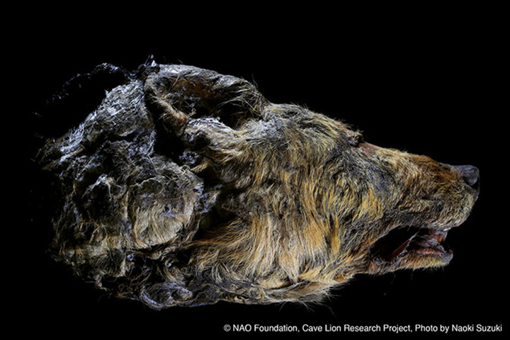 Εκπληκτική ανακάλυψη στη Σιβηρία: Βρήκαν θηριώδη λύκο  που ζούσε πριν από 40.000 χρόνια