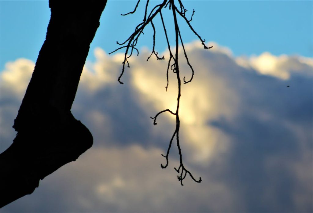 Δέντρο ξεριζώθηκε από καταιγίδα και αποκάλυψε κάτι που κανείς δε περίμενε