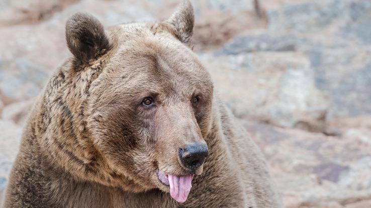 Tου επιτέθηκε αρκούδα και έκοψε τη γλώσσα της με τα δόντια του (φώτο)