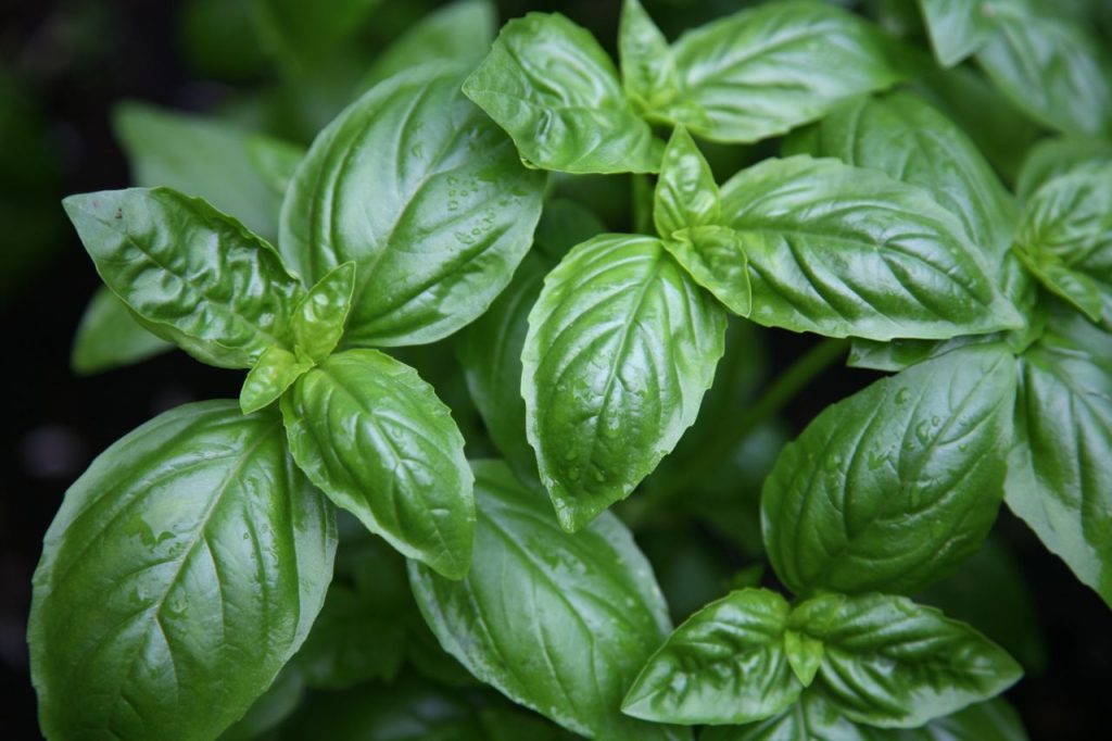 Κίνδυνος για τον πλανήτη: 600 είδη φυτών έχουν εξαφανιστεί τα τελευταία 250 χρόνια