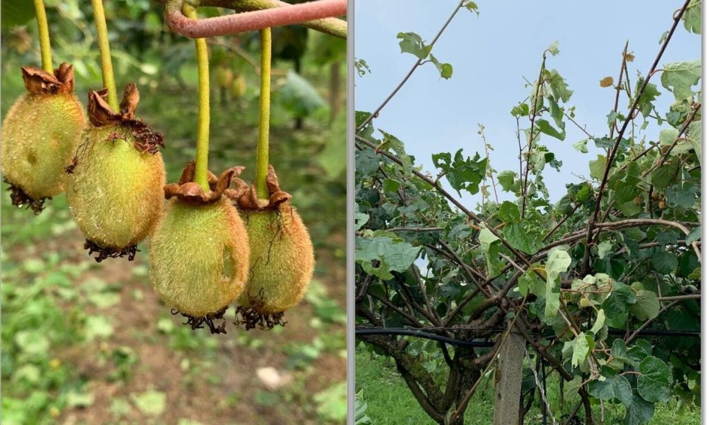 Ισχυρή χαλαζόπτωση στον κάμπο της Άρτας – Σοβαρές ζημιές σε καλλιέργειες (φώτο)