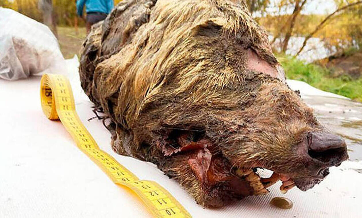 Επιστήμονες εντόπισαν κεφάλι λύκου ηλικίας 40.000 ετών σε άριστη κατάσταση