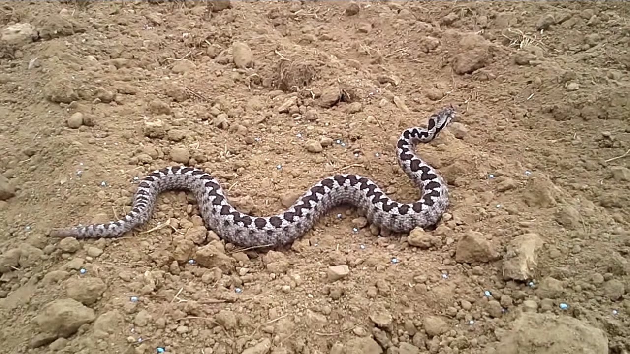 Βόλος: Αυτό είναι το φίδι που τους «έκοψε» τα γόνατα – Πανικός σε κεντρικό δρόμο (φωτο)