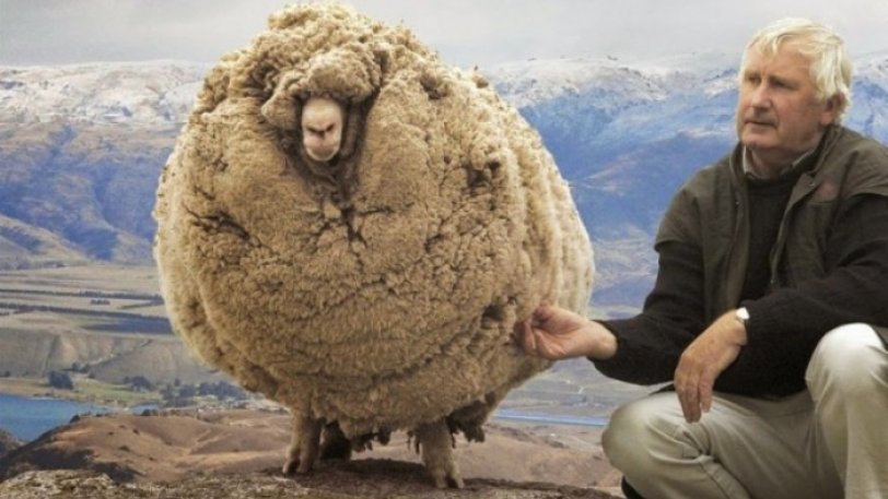 Το πρόβατο που κρυβόταν επί 6 χρονια για να μην το κουρέψουν – Όταν τον έπιασαν έβγαλαν 20 κιλά μαλλί (φώτο)