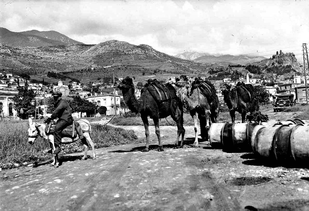 Καραβάνι με καμήλες στην Άμφισσα γύρω στο 1920 – Mια συνηθισμένη εικόνα στην ελληνική ενδοχώρα στις αρχές του 20ου αιώνα