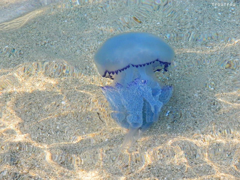 Κύπρος: Τρόμος σε παραλίες – Προειδοποίηση από τις αρχές (βίντεο)