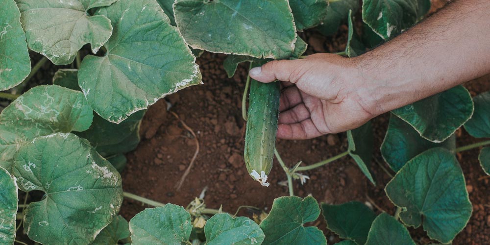 14 λόγοι να τρώμε αγγούρι – Ποια τα οφέλη του πράσινου λαχανικού;