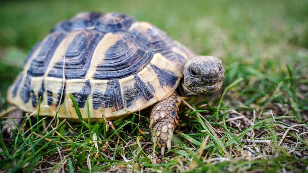 Να τι συμβαίνει αν διακόψεις δύο χελώνες που συνευρίσκονται (βίντεο)