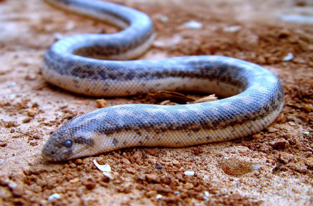 Σέρρες: Βόας το έσκασε από γυάλα και κυκλοφορούσε ανάμεσα σε μαθητές – Το έπιασε πυροσβέστης