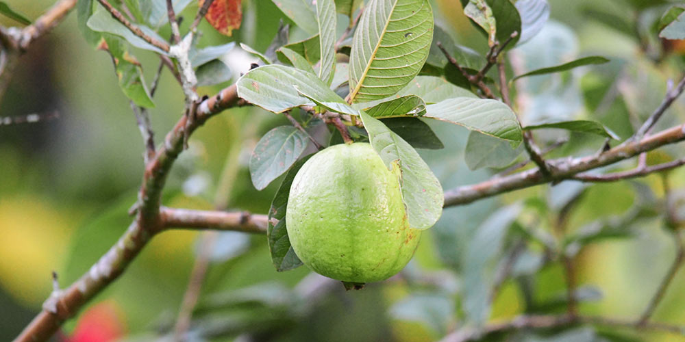 Γκουάβα: Μία υπερτροφή που δεν ξέρουμε καλά