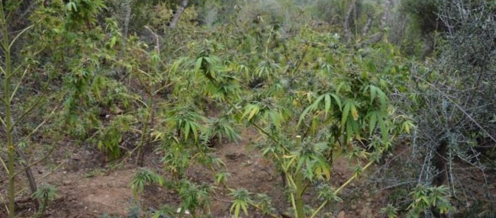 Ποιοι ανακάλυψαν πρώτοι το χασίς πριν από 2.500 χρόνια;