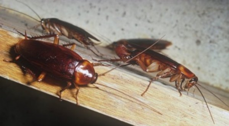 Κατσαρίδες: Απαλλαγείτε οριστικά χωρίς χημικά με απλές λύσεις (βίντεο)
