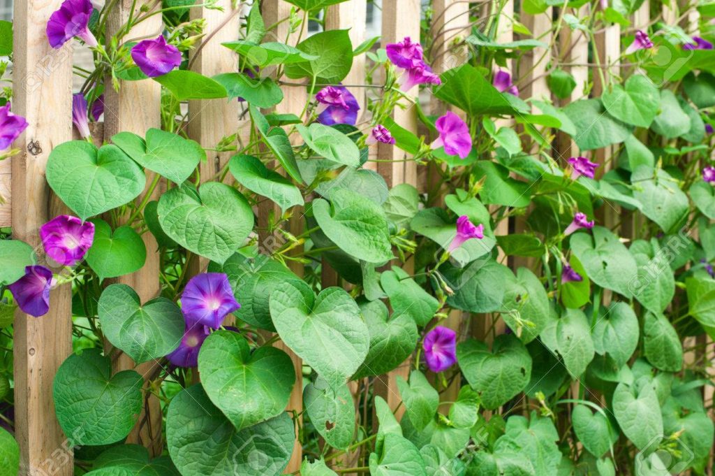 Αυτό είναι το μικροσκοπικό φυτό που κρύβει μια δραστική αντικαρκινική θεραπεία