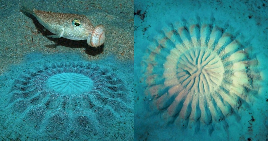 Ο «καλλιτέχνης» του βυθού 0 Ψάρι ζωγραφίζει για να προσελκύσει το ταίρι του (βίντεο)