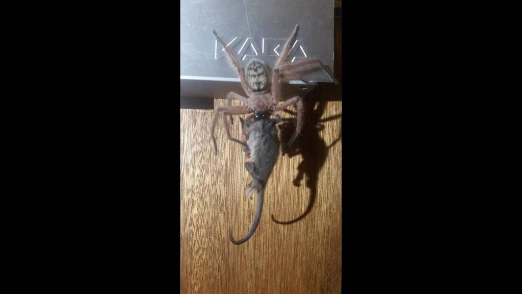 Εικόνες ακατάλληλες για αραχνοφοβικούς – Είδαν αράχνη να τρώει ολόκληρο… οπόσουμ