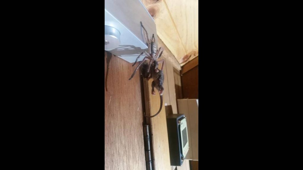 Τεράστια αράχνη καταβροχθίζει πόσουμ – H φωτογραφία που έγινε viral (φωτο)