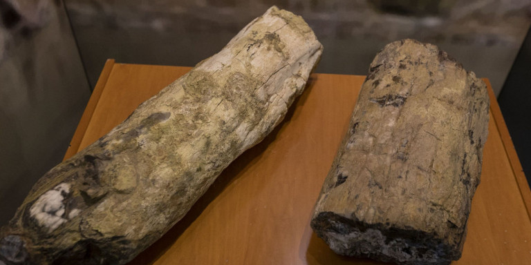 Τουρίστες έκλεψαν απολιθώματα από το απολιθωμένο δάσος της Λέσβου