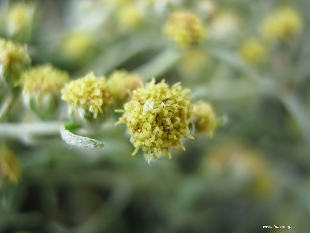 Μείωση της περιμέτρου της μέσης σε μια βραδιά – Αυτό είναι το ποτό που αδυνατίζει