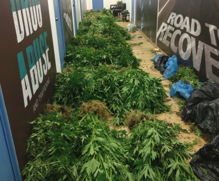 Αρτέμιδα: Συνελήφθη 35χρονος αλλοδαπός για καλλιέργεια κάνναβης