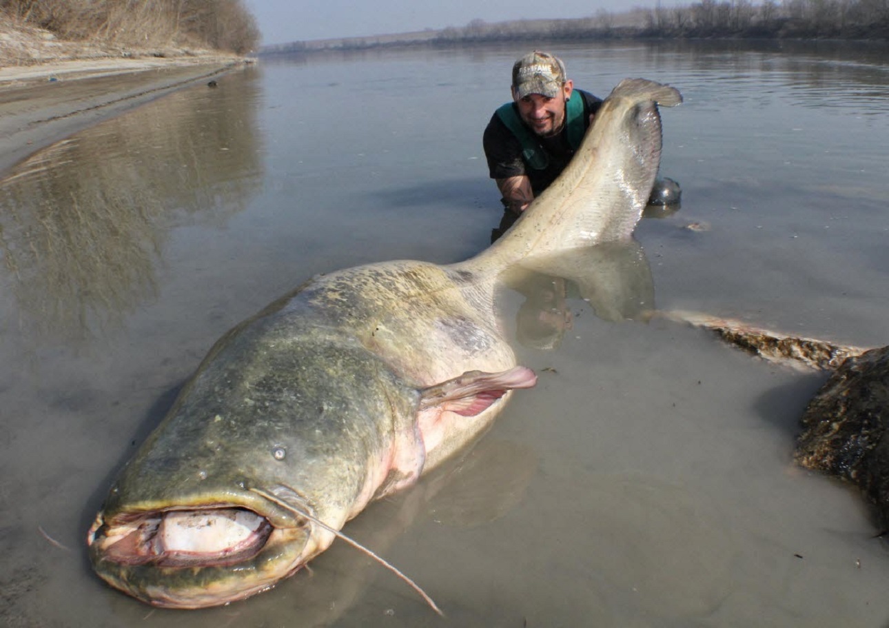 Ψάρεψαν γουλιανό «τέρας» στη λίμνη Πλαστήρα – Ζυγίζει 70 κιλά (φωτο)