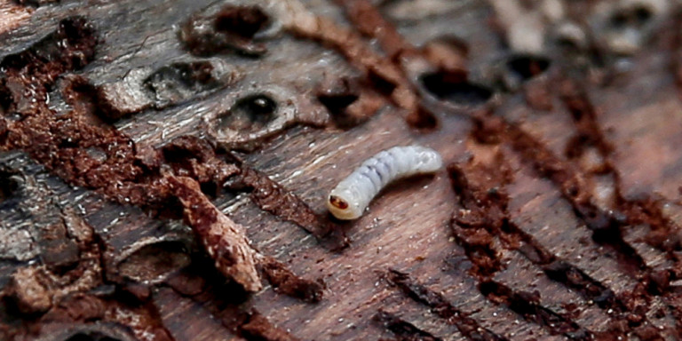 Φλοιοφάγο έντομο κατασπαράζει το Σέιχ Σου – Έρευνα διέταξε η εισαγγελία Θεσσαλονίκης – Τι λένε οι ειδικοί