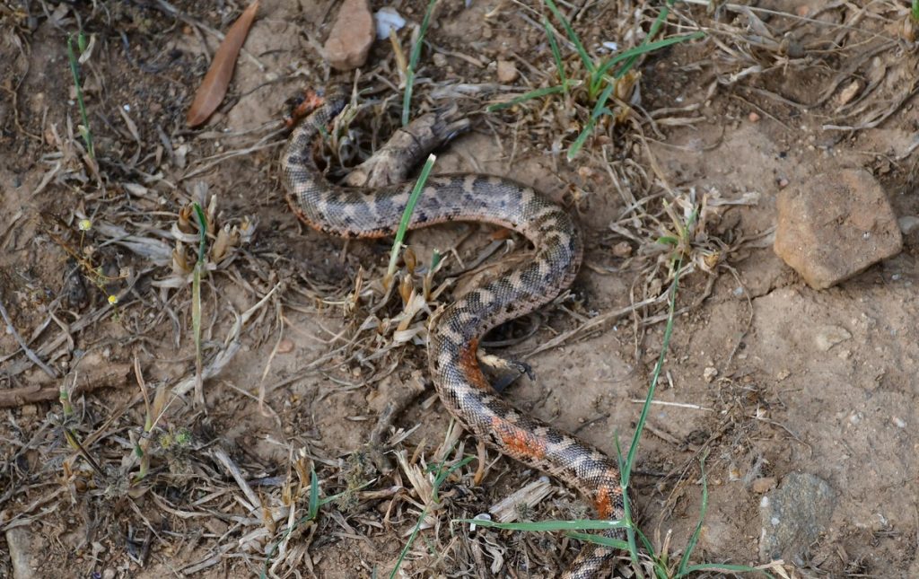 «Βόας της άμμου» αναστάτωσε χωριό του Ναυπλίου