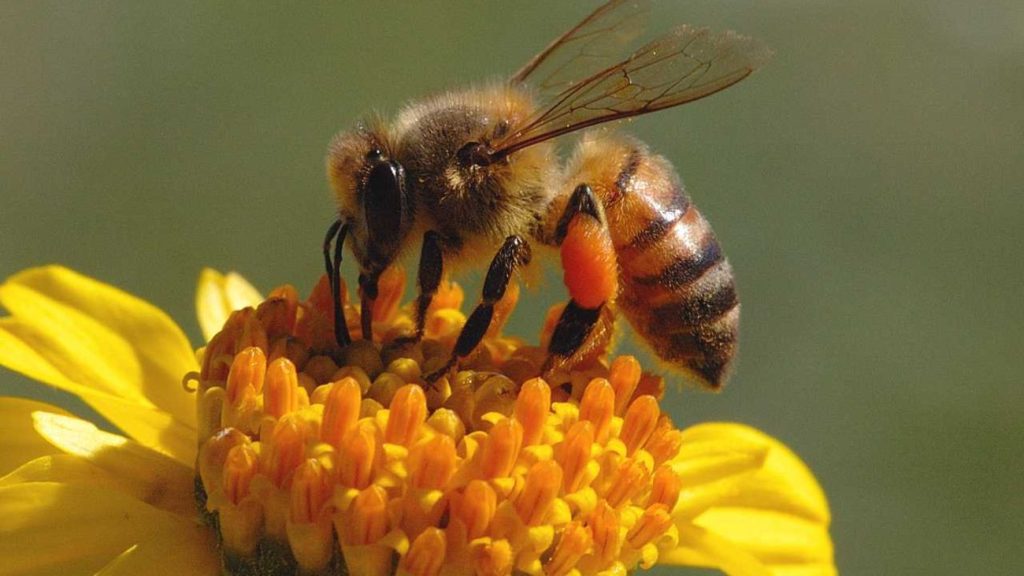 Έρευνα αποκαλύπτει οτι οι μέλισσες μπορούν να κάνουν… αριθμητικές πράξεις