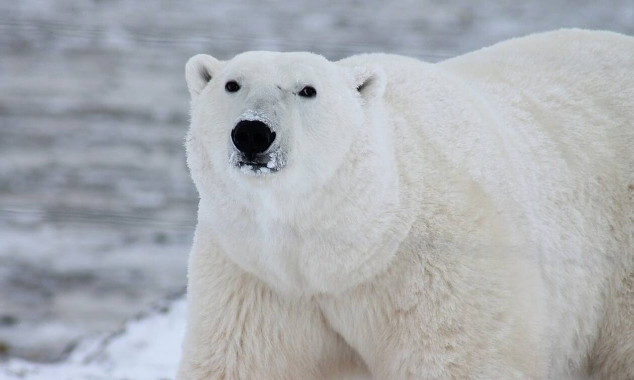 Βίντεο-σοκ: Πολική αρκούδα κατέβηκε 700 χλμ. και μπήκε σε πόλη για να βρει τροφή!