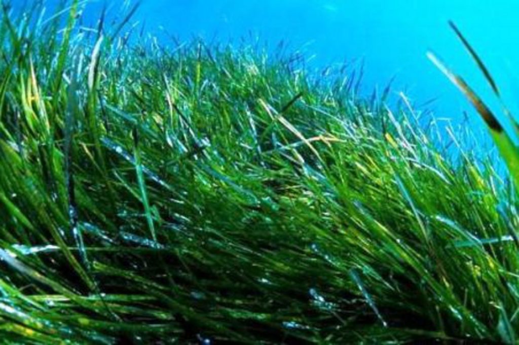 Τι φανερώνουν τα φύκια για τα νερά που θέλετε να κολυμπήσετε;