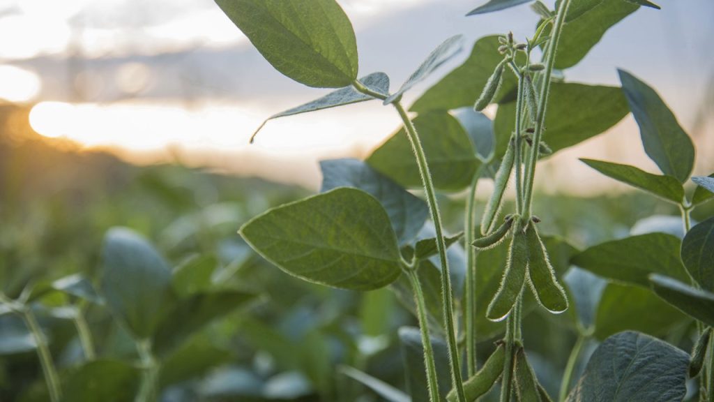 Το περίεργο φυτό που δεν θέλει να το αγγίζουν (βίντεο)
