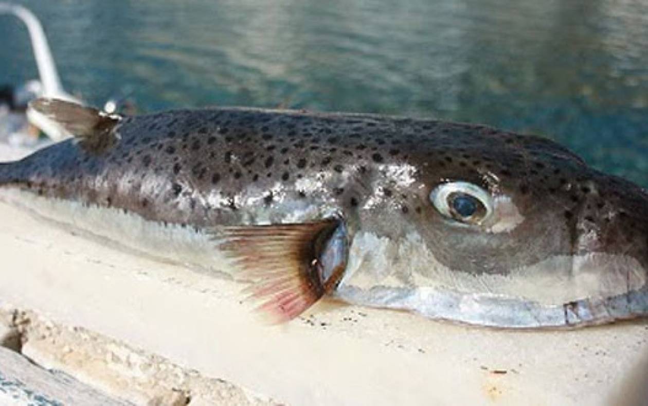 Κρήτη: Ψάρεψαν τεράστιο λαγοκέφαλο – Ανησυχούν για το επικίνδυνο ψάρι (φωτο)