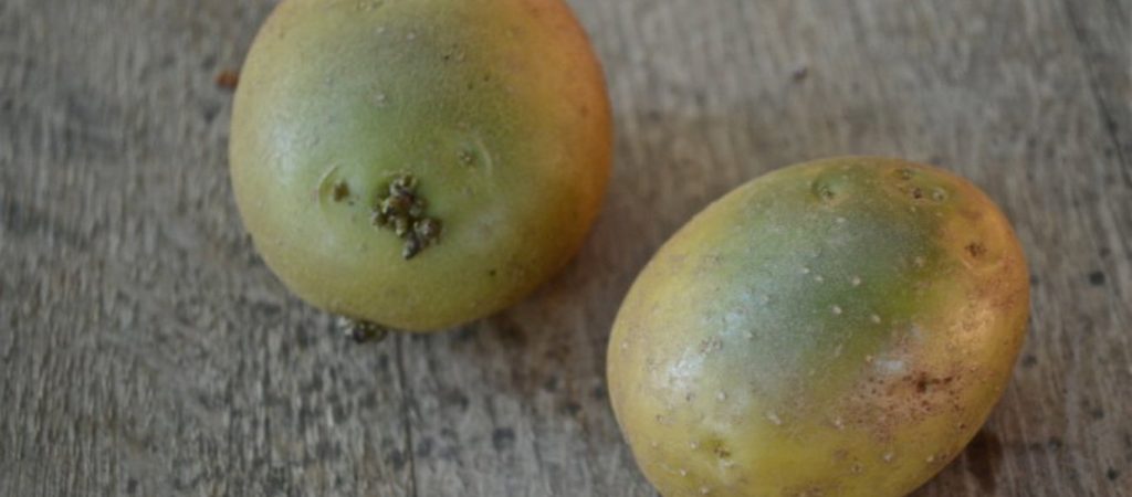 Tι κίνδυνος υπάρχει με τις πατάτες που «πρασινίζουν» (βίντεο)