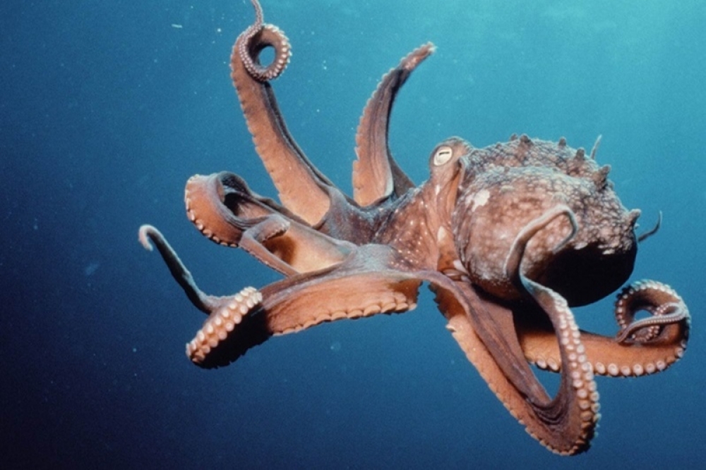 Χταπόδι γίνεται «κολλητό» με δύο δύτριες (βίντεο)